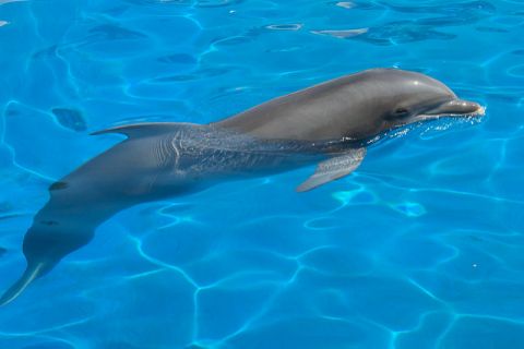 Delfine in Not im Duisburger Zoo